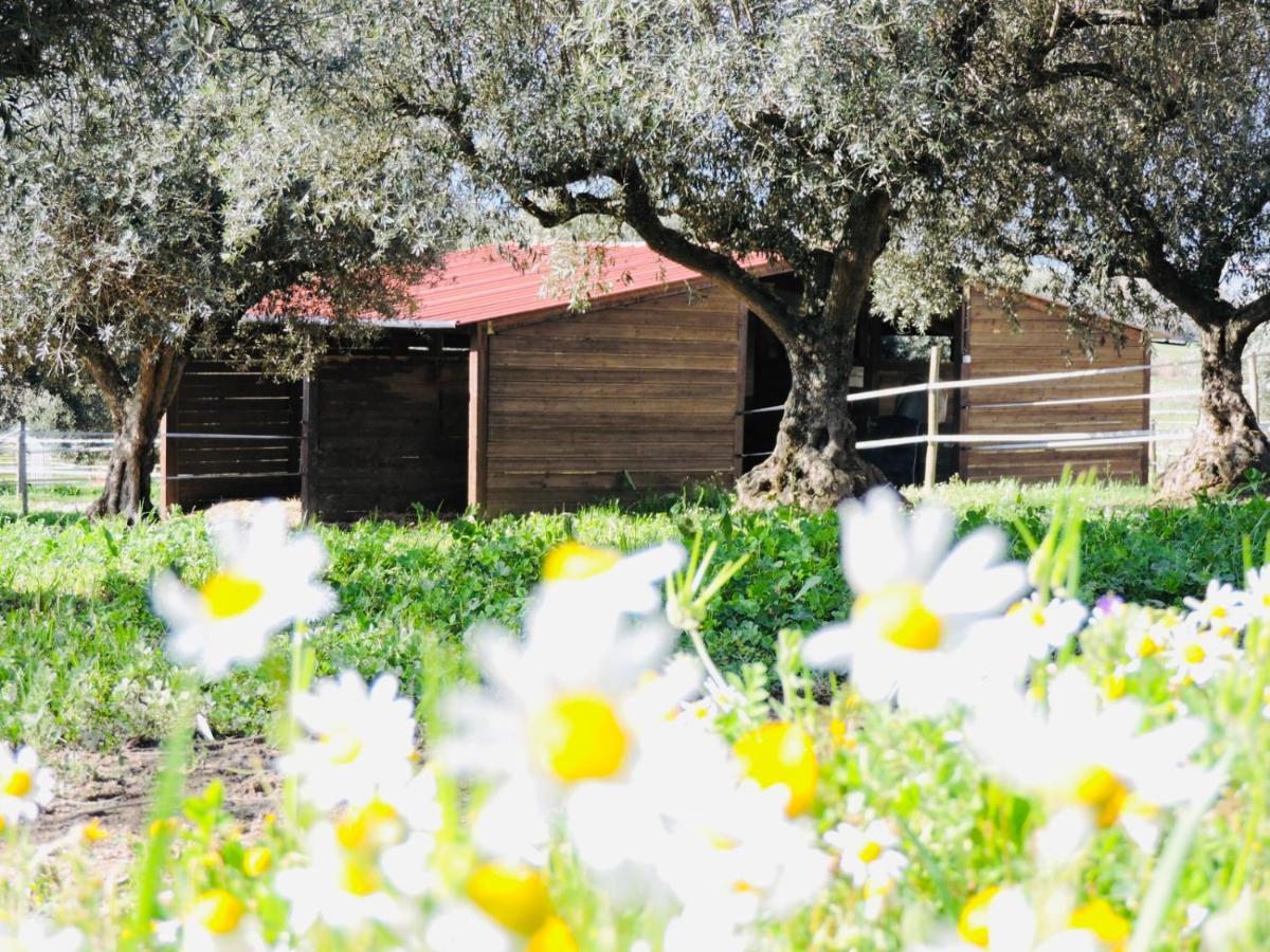 Maison d'hôtes Nogueira Country House à Fundão Extérieur photo