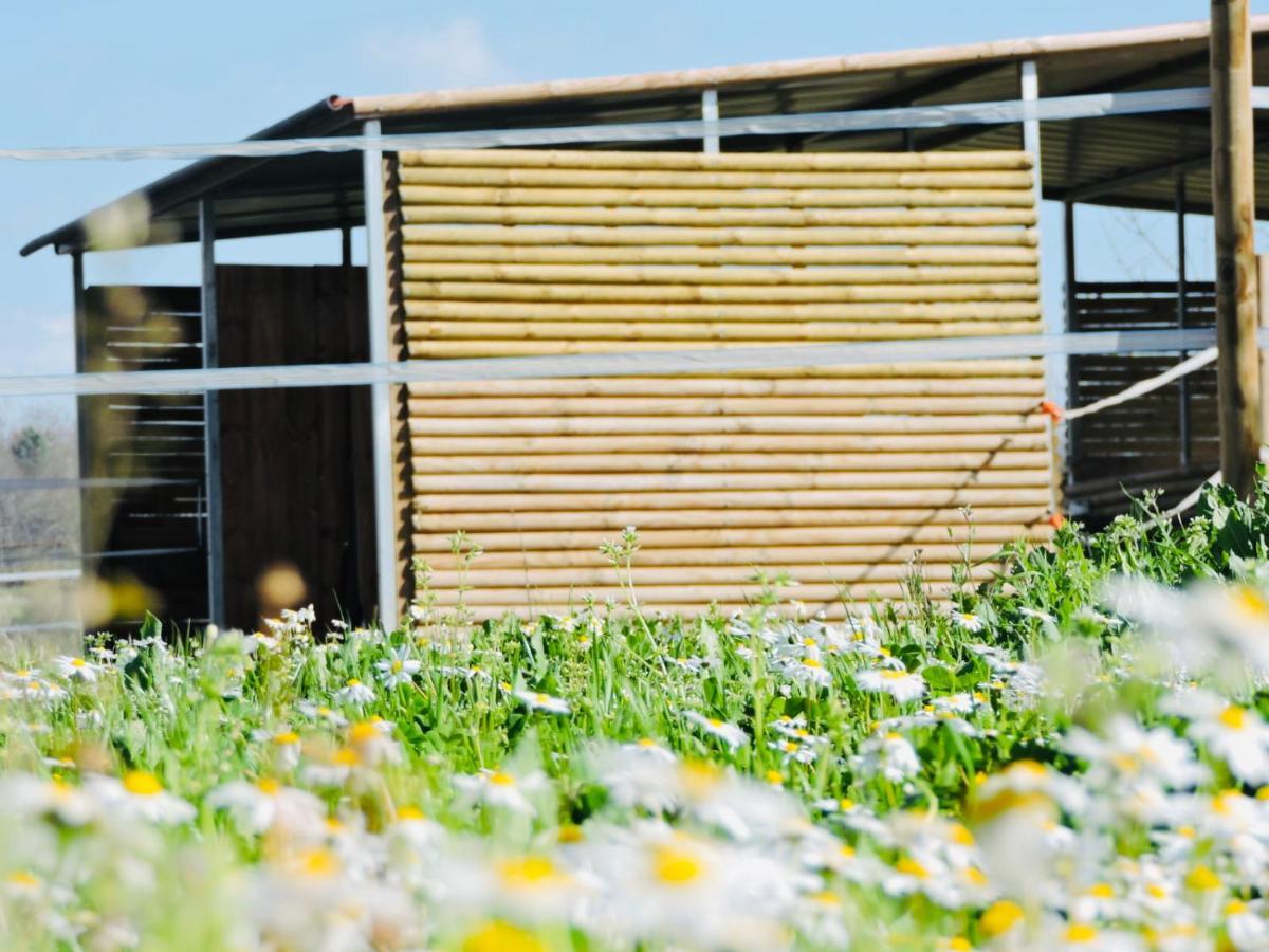 Maison d'hôtes Nogueira Country House à Fundão Extérieur photo